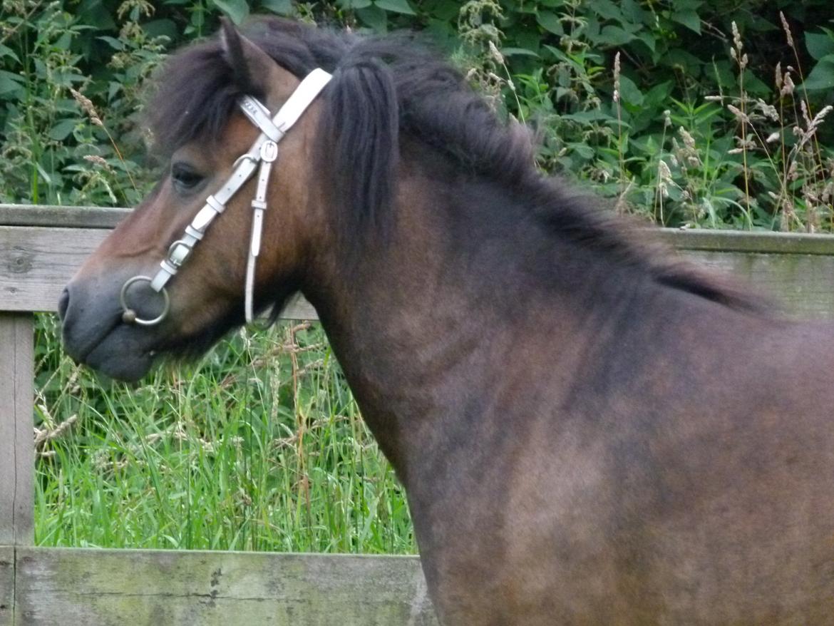 Shetlænder Sputnik billede 16