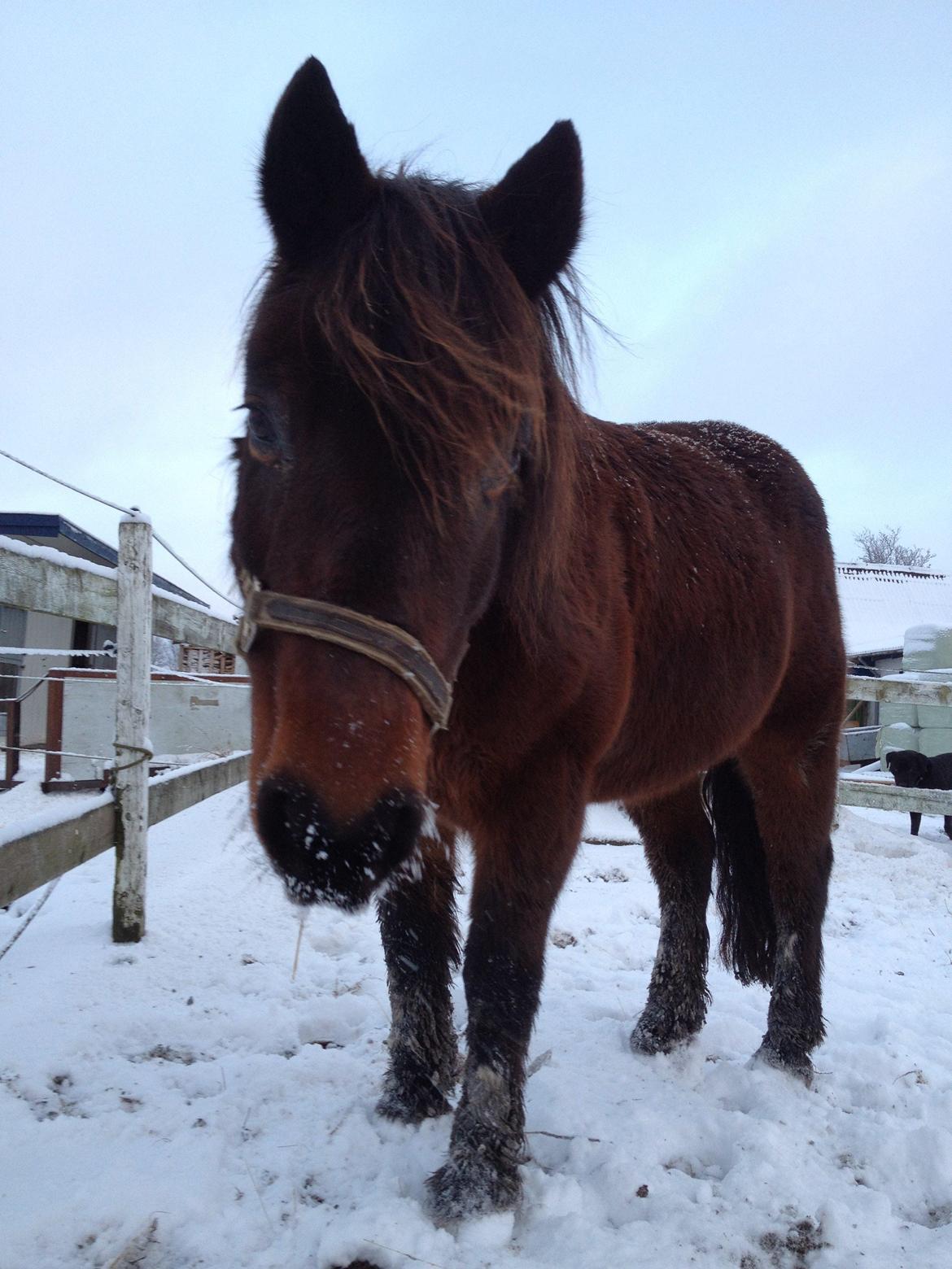 Anden særlig race charmer <3 billede 1