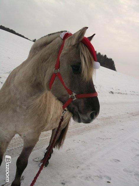 Fjordhest Anja<3 (My Soulmate<3).             (Solgt) - 2013 kort tid, inden hun kom til hingst. billede 7