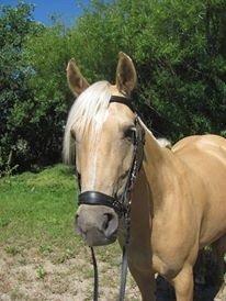 Anden særlig race Gloria (SOLGT) - model billeder af stjernen!<3 billede 23