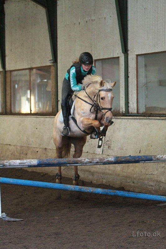 Anden særlig race Gloria (SOLGT) - Spring træning! Billedet er taget af Rene Lindberg:-) billede 26