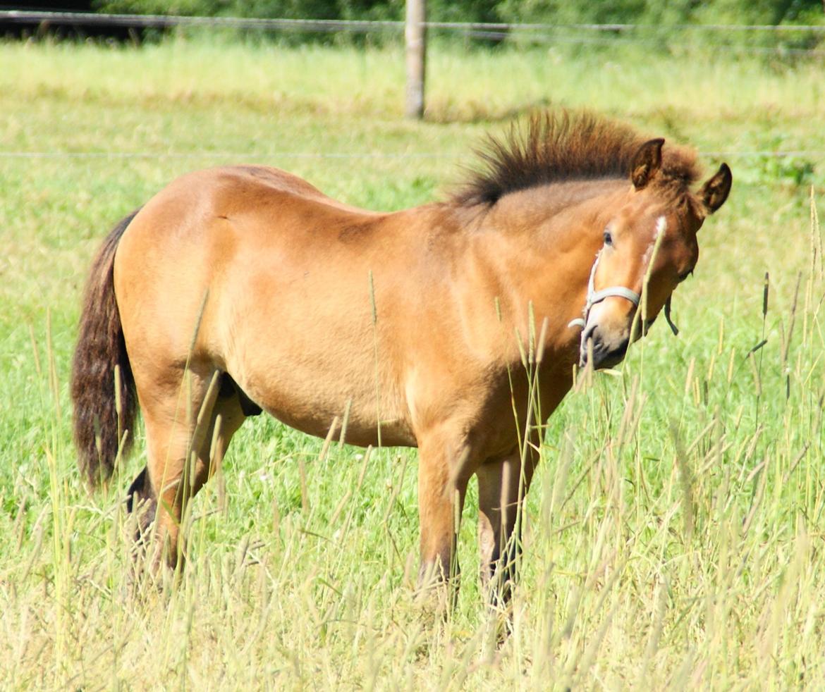 New Forest Lundemarksgårds Tengel billede 18