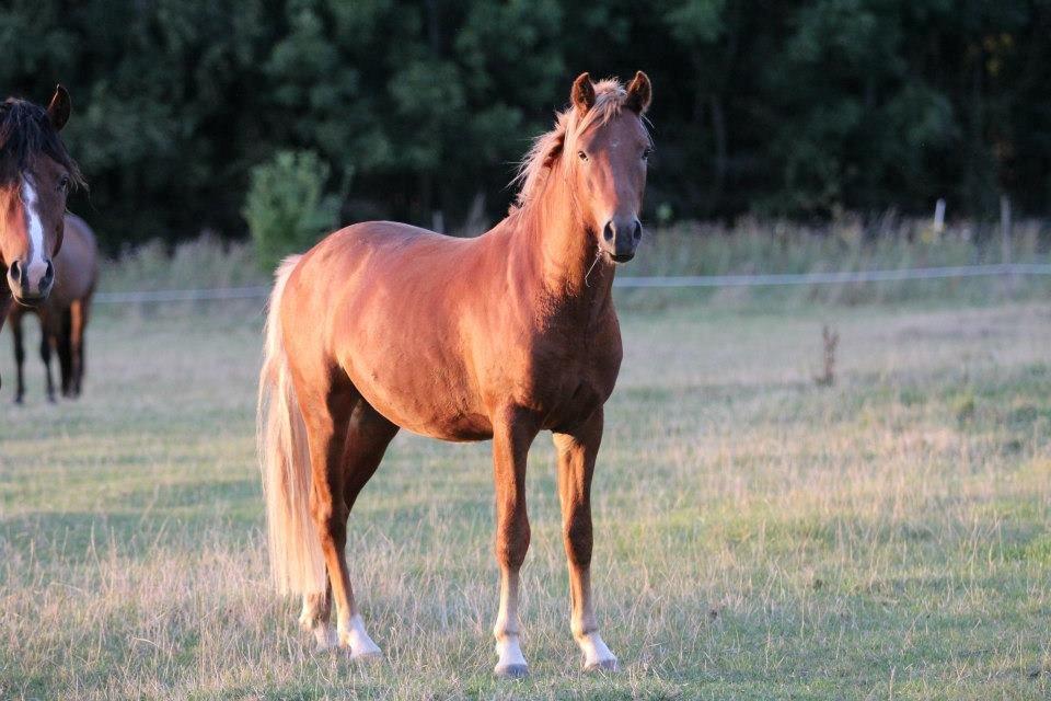 New Forest Elmerhøjs Hero - Elmer - sommer 2012 billede 8