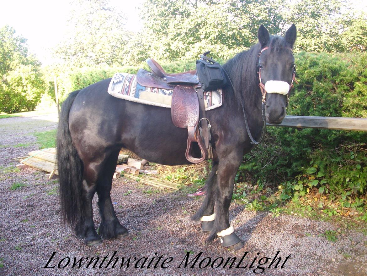 Fell pony Lownthwaite MoonLight FP3491 billede 15