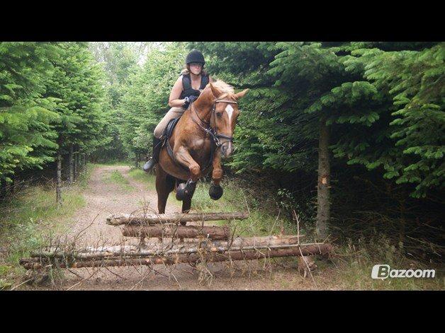 Sportsaraber (A) Lukas d 28 november Hvil i fred - Min springhest :D billede 5