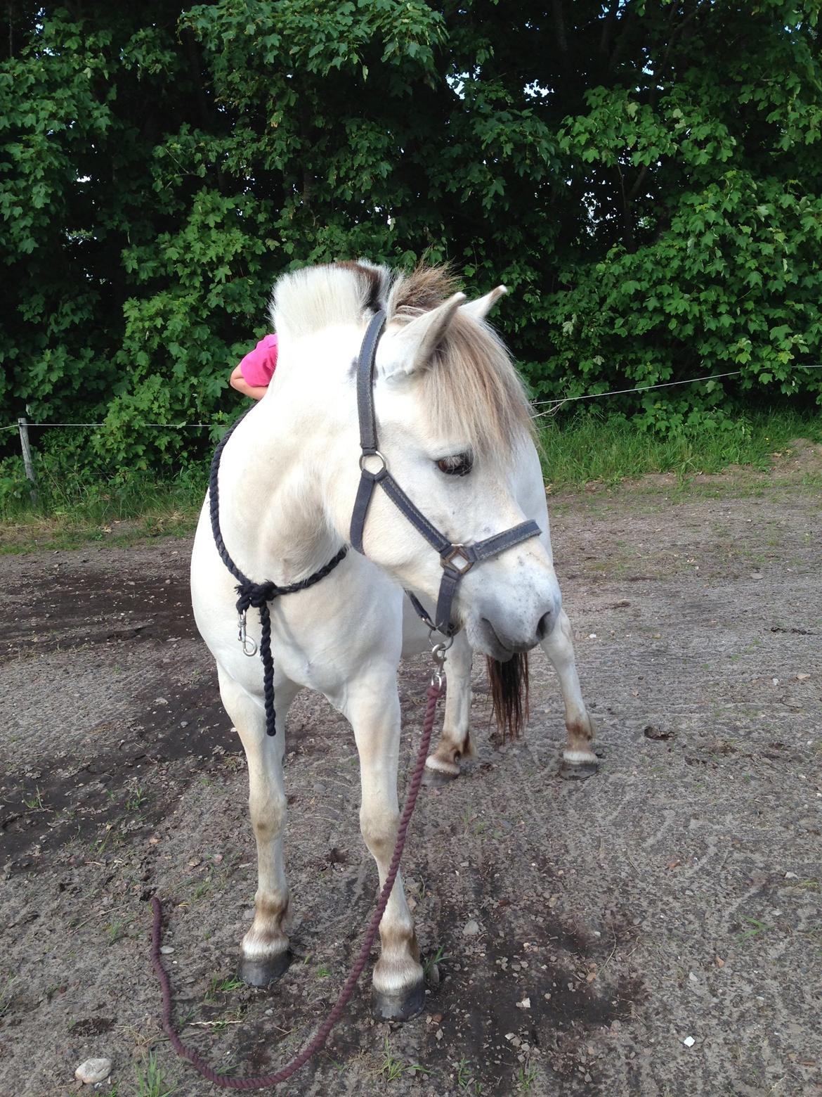 Fjordhest Romeo's Hans billede 6
