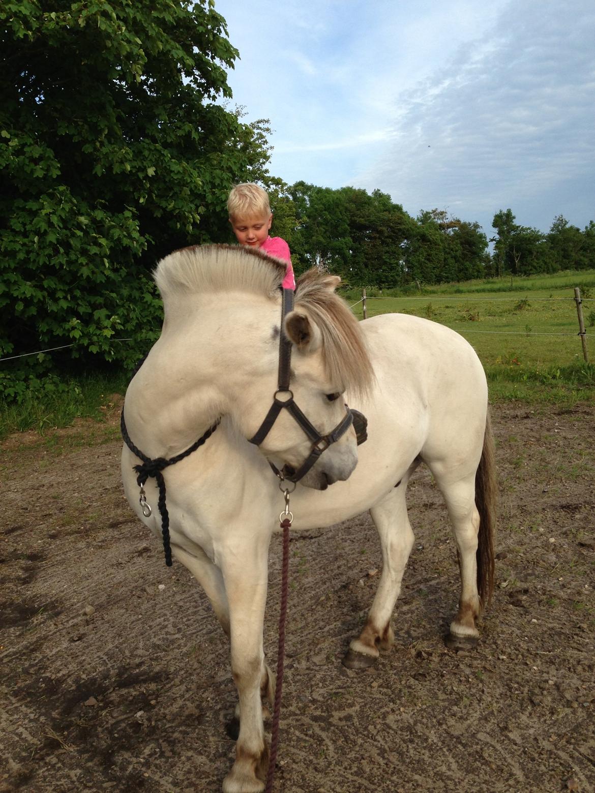 Fjordhest Romeo's Hans billede 7