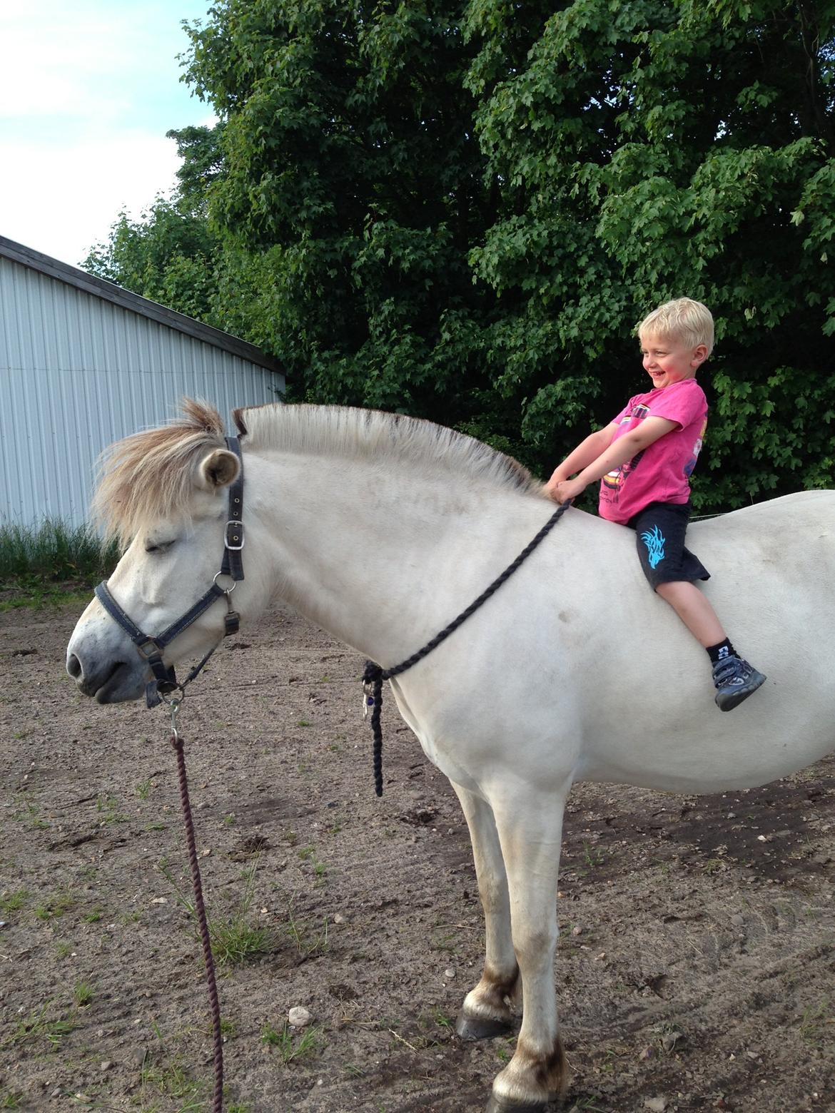 Fjordhest Romeo's Hans billede 8