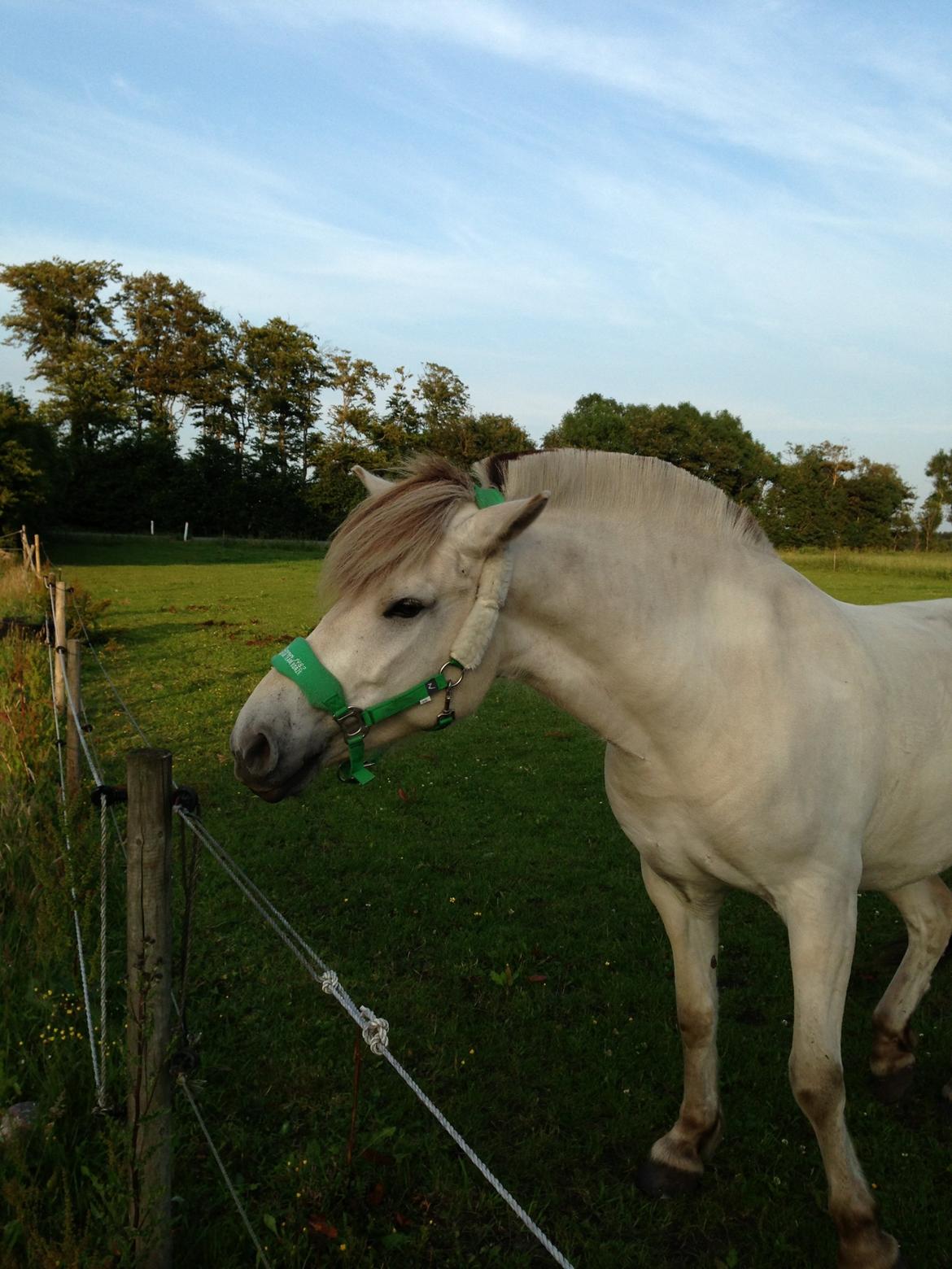 Fjordhest Romeo's Hans billede 9