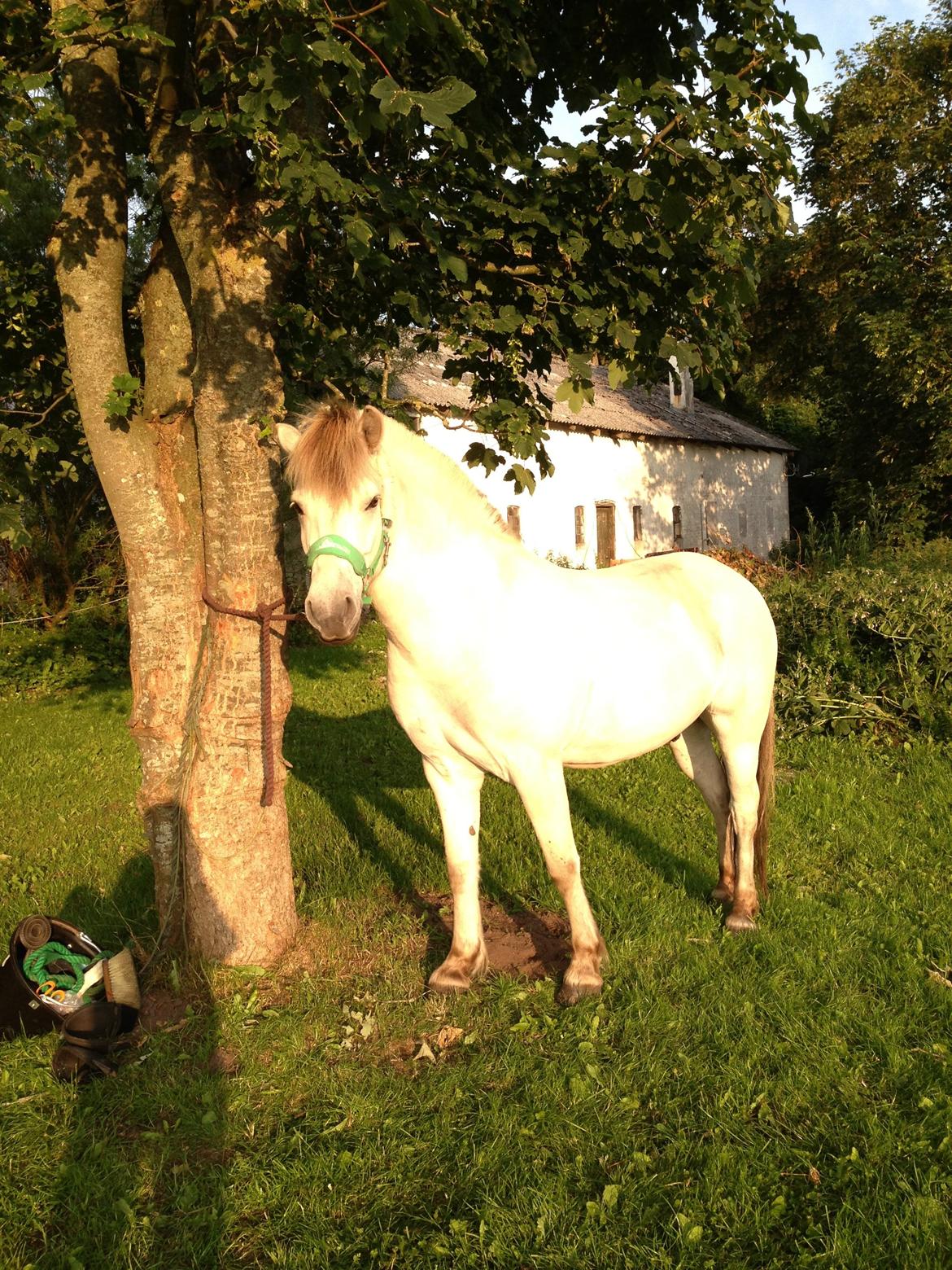 Fjordhest Romeo's Hans billede 10