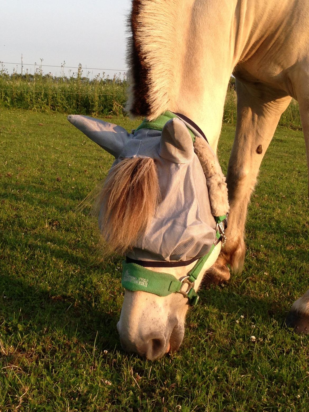 Fjordhest Romeo's Hans billede 11