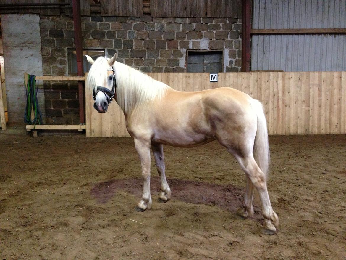 Haflinger Zira M. H. - 1. august 2013: Første gang i hallen :-)  billede 1