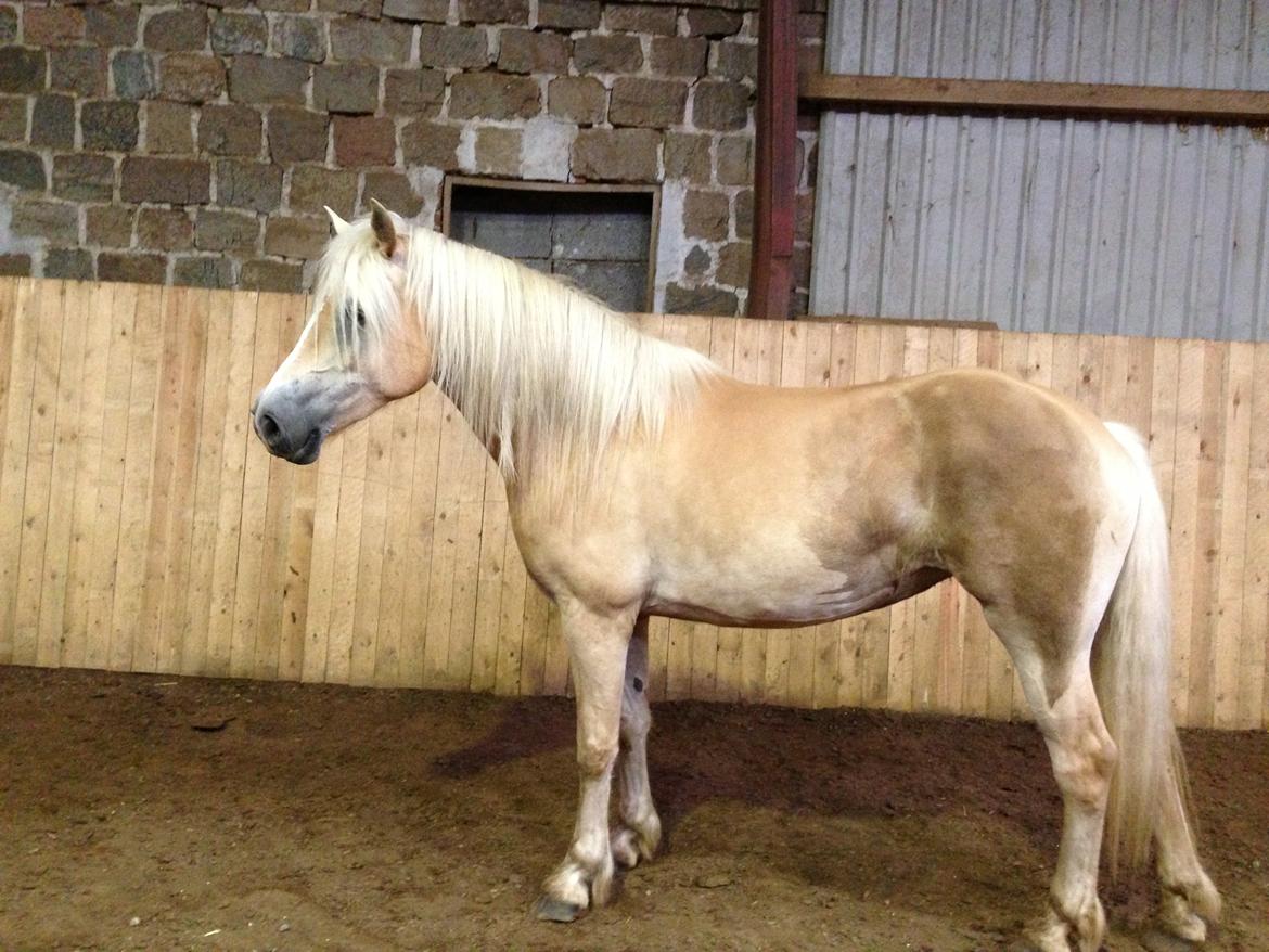 Haflinger Zira M. H. - 1. august 2013: Beskidt hest!  billede 3