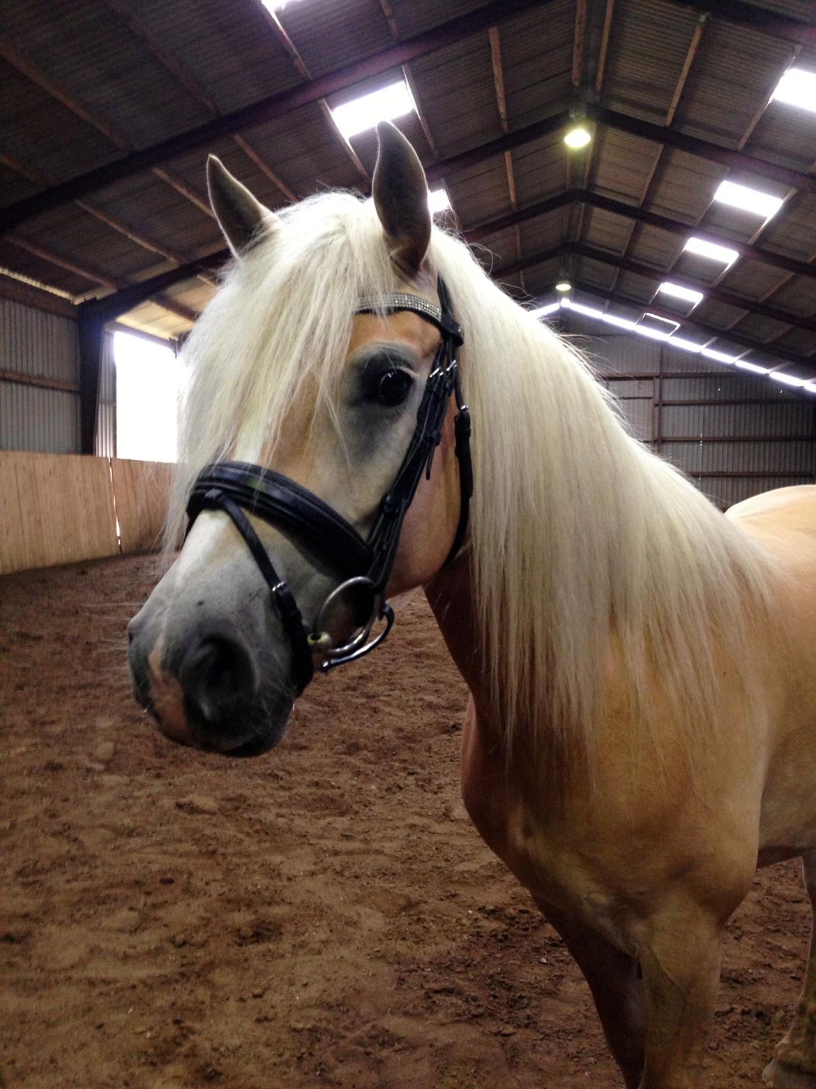 Haflinger Zira M. H. - 1. august 2013: smuk som bare pokker :-) billede 4