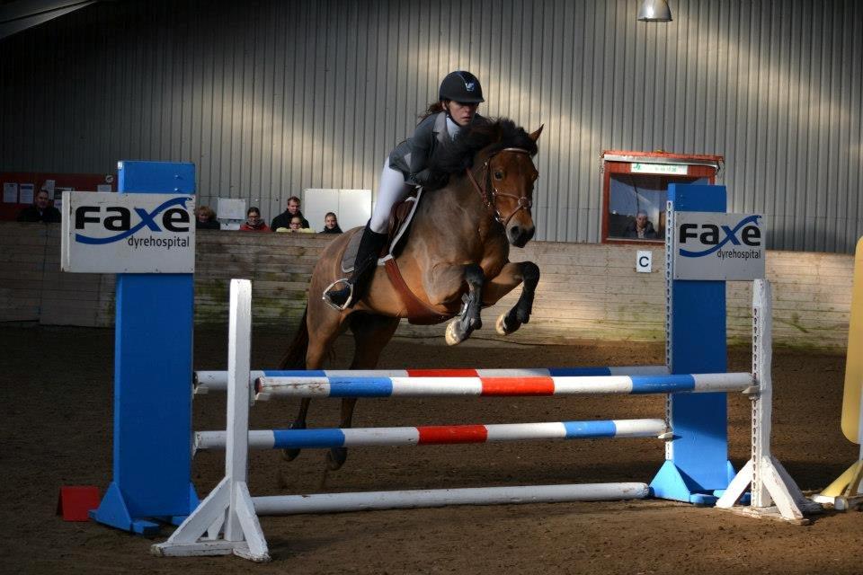 New Forest | Lundemarksgårds Saga - NF championat og medaljeridning 2012 - Trine og Saga i lækker stil i en 80cm B0 - selvfølgelig fejlfrie ;) - Foto: Rose Rudolph billede 2