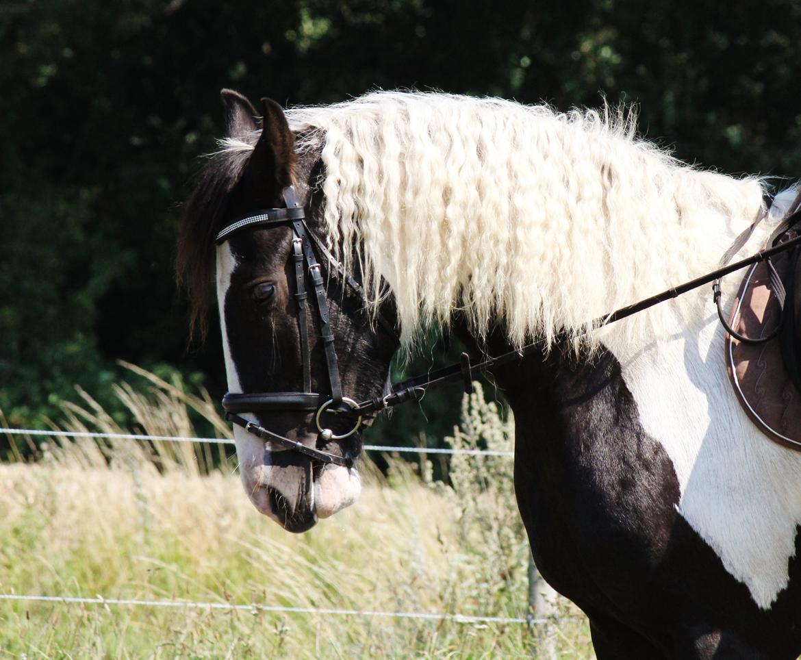 Irish Cob Hauge's Gilroy billede 12