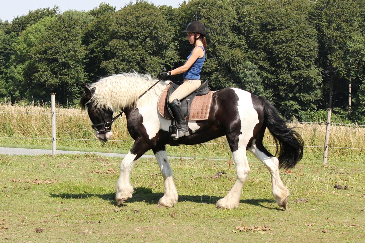 Irish Cob Hauge's Gilroy billede 13