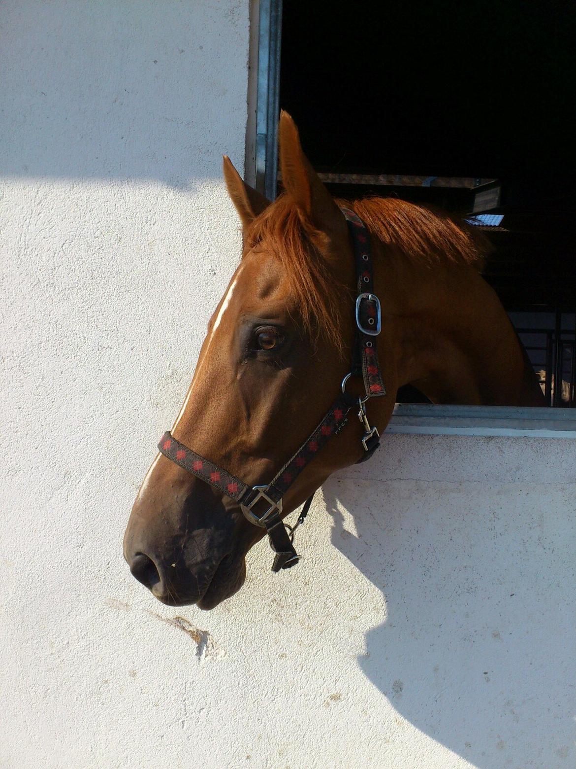 Anden særlig race Capitano - Cappi i hans nye boks - 2/8-13 :) billede 7