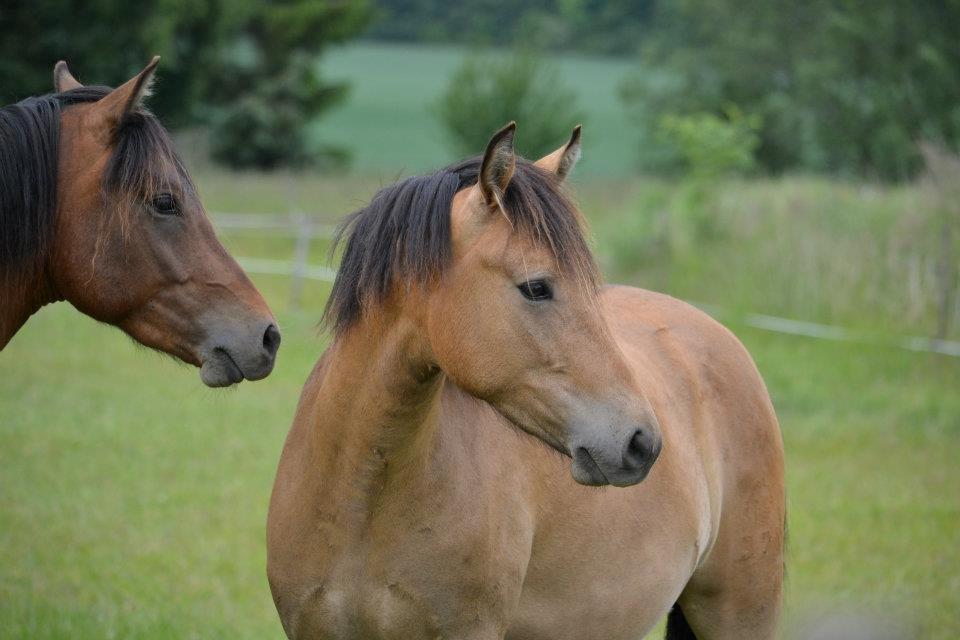 New Forest Lundemarksgårds Solist - Solist - sommer 2012 billede 11