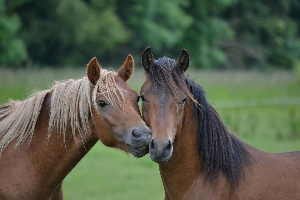 New Forest Lundemarksgårds Tengel billede 5