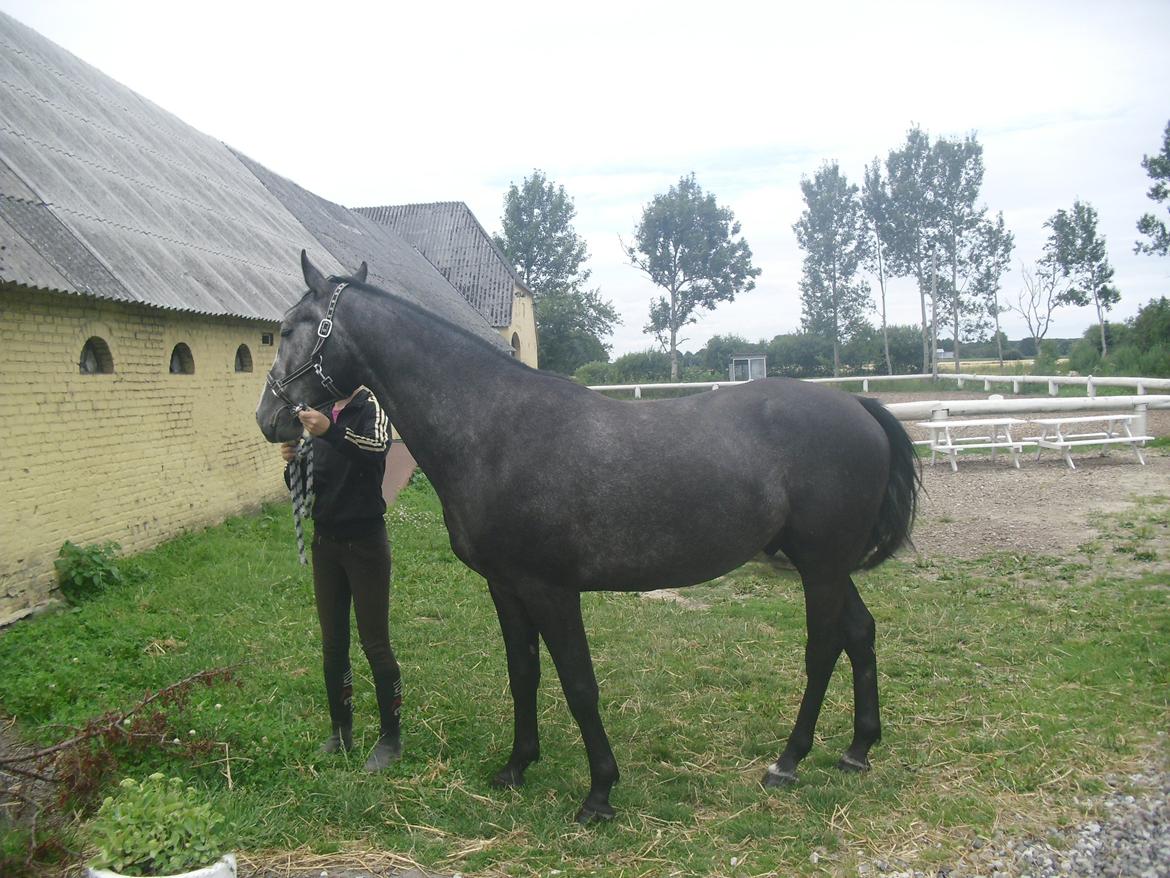 Anden særlig race Bønderskovgård´s Argument *RIP* billede 21