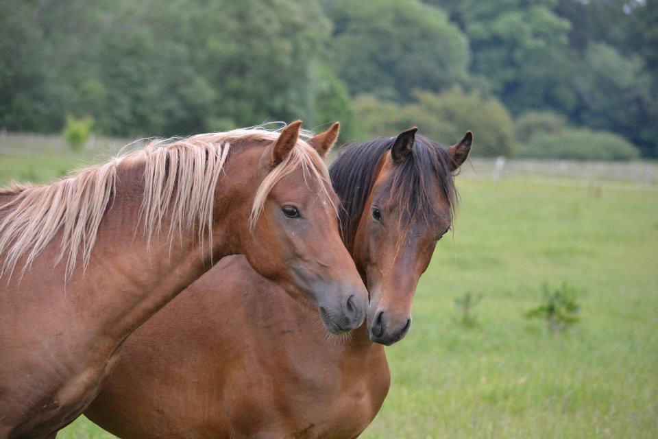 New Forest Elmerhøjs Hero billede 17