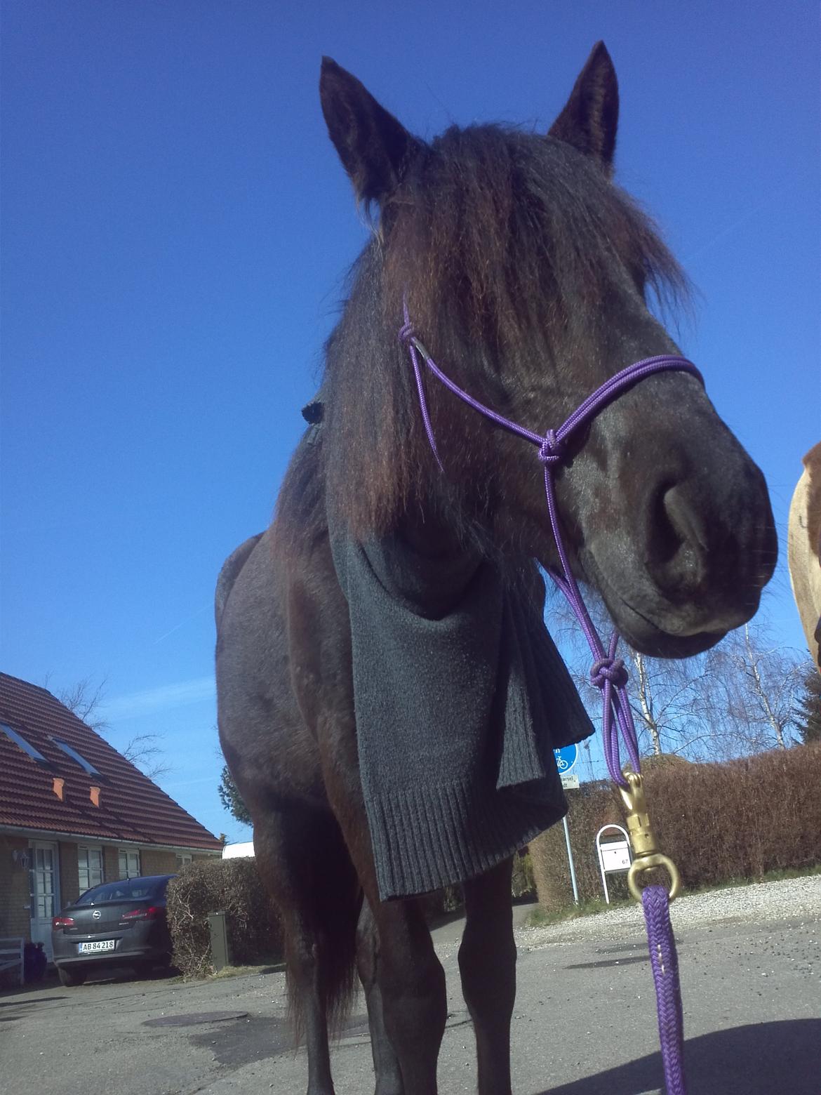 Cruzado Skouenbygaards Equlilibrio - Brio med ude på sladder tur.  billede 15