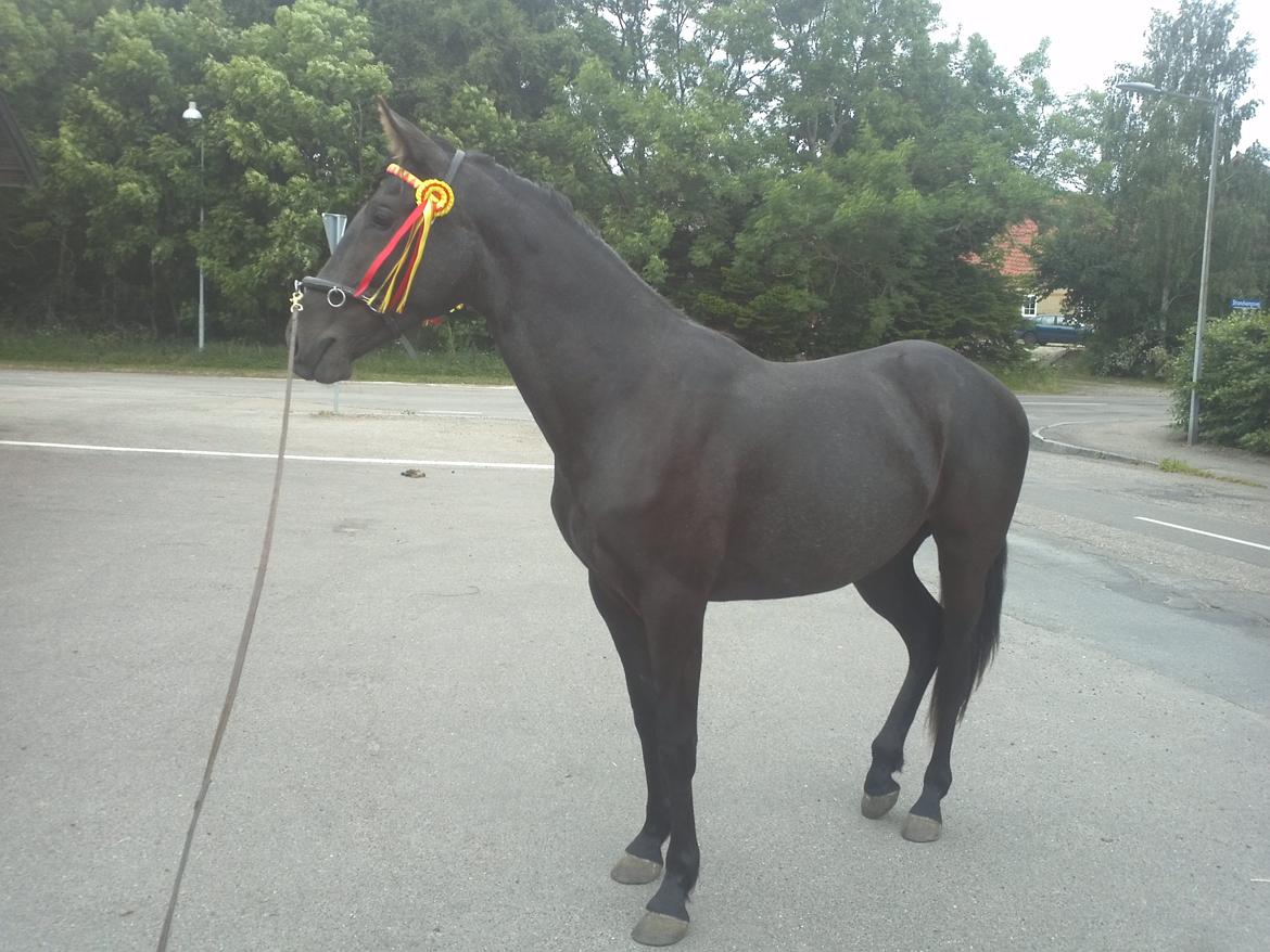 Cruzado Skouenbygaards Equlilibrio - Gude smukke hest!! billede 17