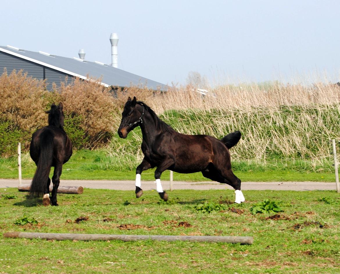 Oldenborg Hasselholt's Theodor - Fyldt med krudt i rumpeten :P<3
 billede 2