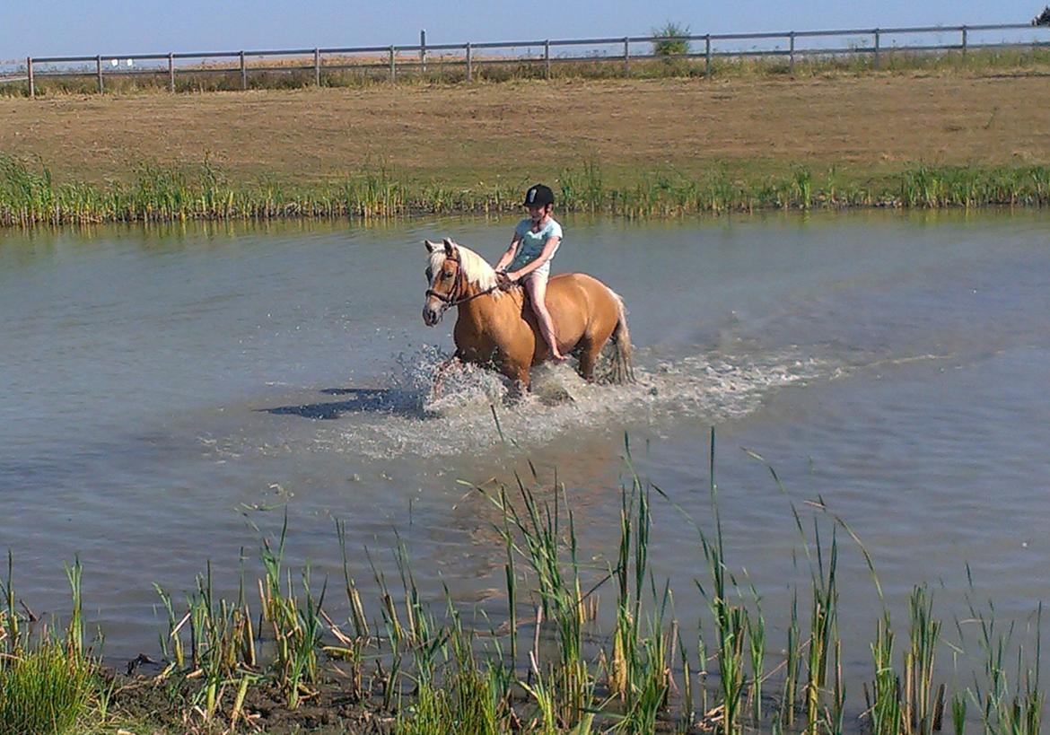 Haflinger Sissi - da vi badede i søen sidste sommer <3 "I UDFORDINGEN HVOR DER er en beskrivelse skulle der have været en SMILEY og IKKE 2 spørgsmålstegn" :) billede 1
