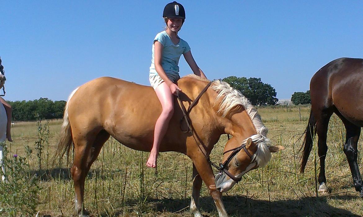 Haflinger Sissi billede 3