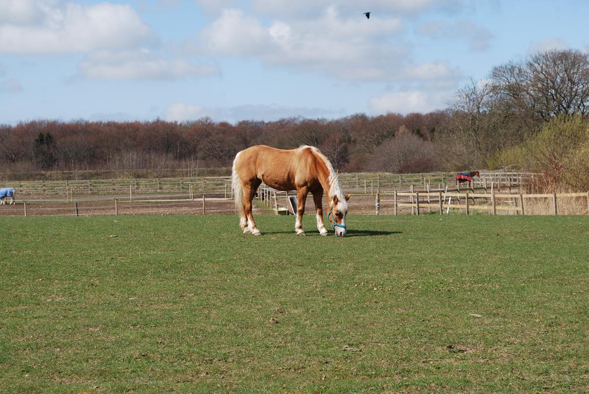 Haflinger Sissi - Sissi på fold<3
Sommeren 2013 billede 24
