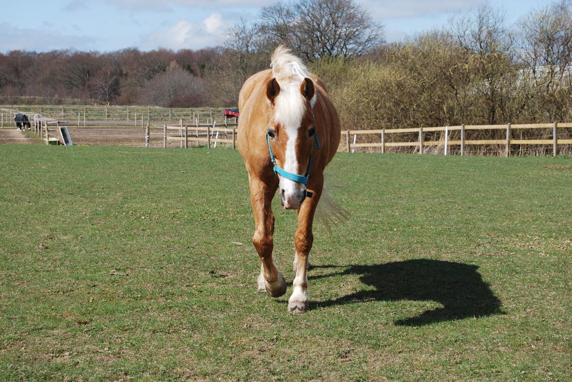 Haflinger Sissi billede 25