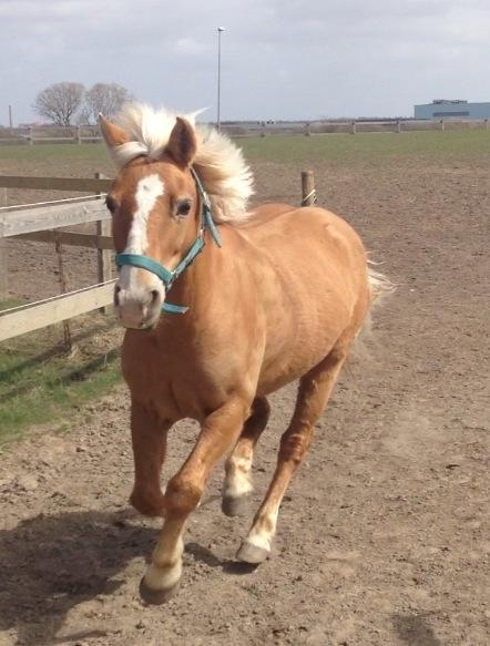 Haflinger Sissi - Sissi løber ind fra fold:-) billede 26