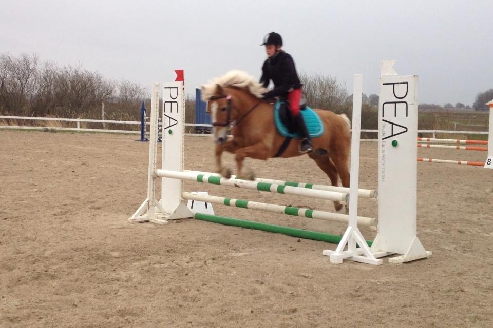 Haflinger Sissi billede 28