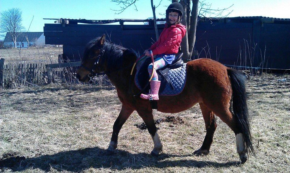 Anden særlig race Cesse (jenny) billede 3
