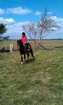 Anden særlig race Cesse (jenny) billede 2