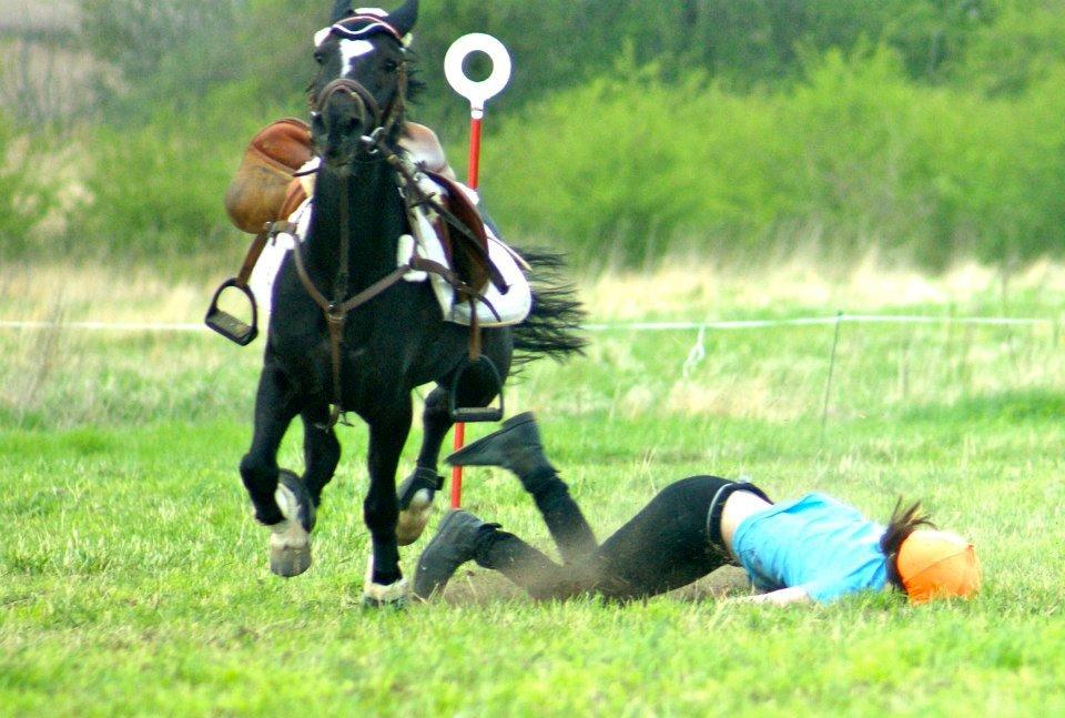 Hollandsk Sportspony Jimmy - Et lille blackout og hjernerystelse i 2 uger - det lige meget billede 7