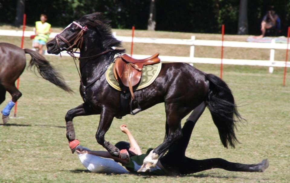 Hollandsk Sportspony Jimmy - VM 2013 billede 10