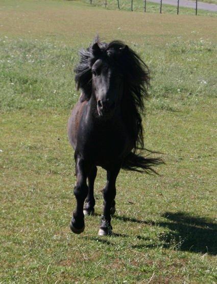 Shetlænder Waulkmill Woodpecker billede 14
