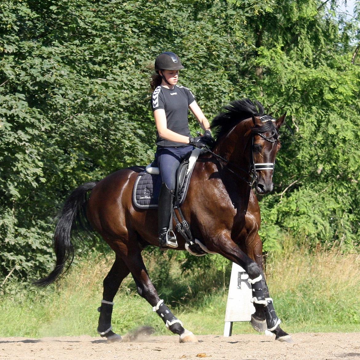 Tysk Oldenburger Darius  billede 14