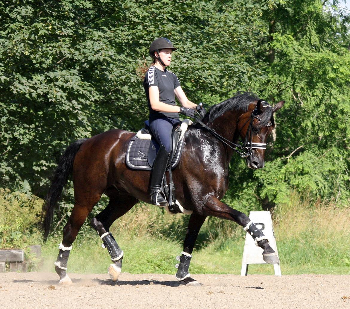 Tysk Oldenburger Darius  billede 15