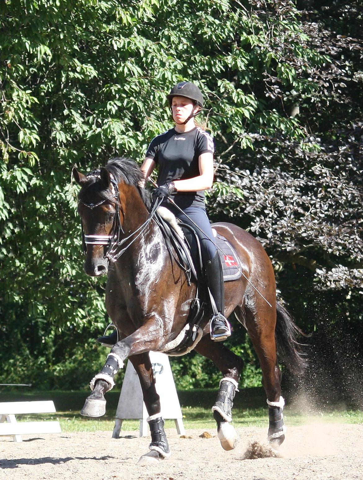 Tysk Oldenburger Darius  billede 1