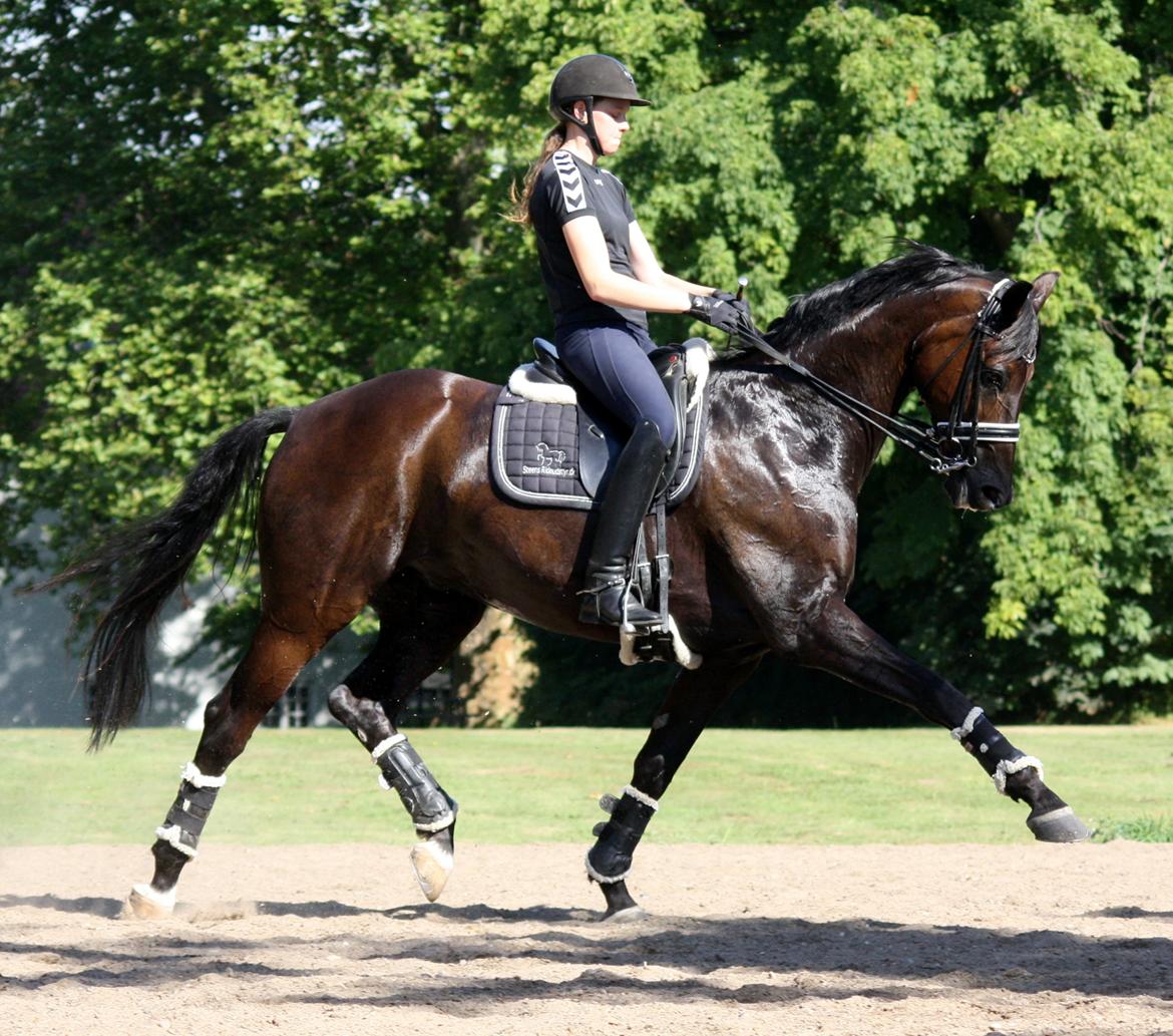 Tysk Oldenburger Darius  billede 16