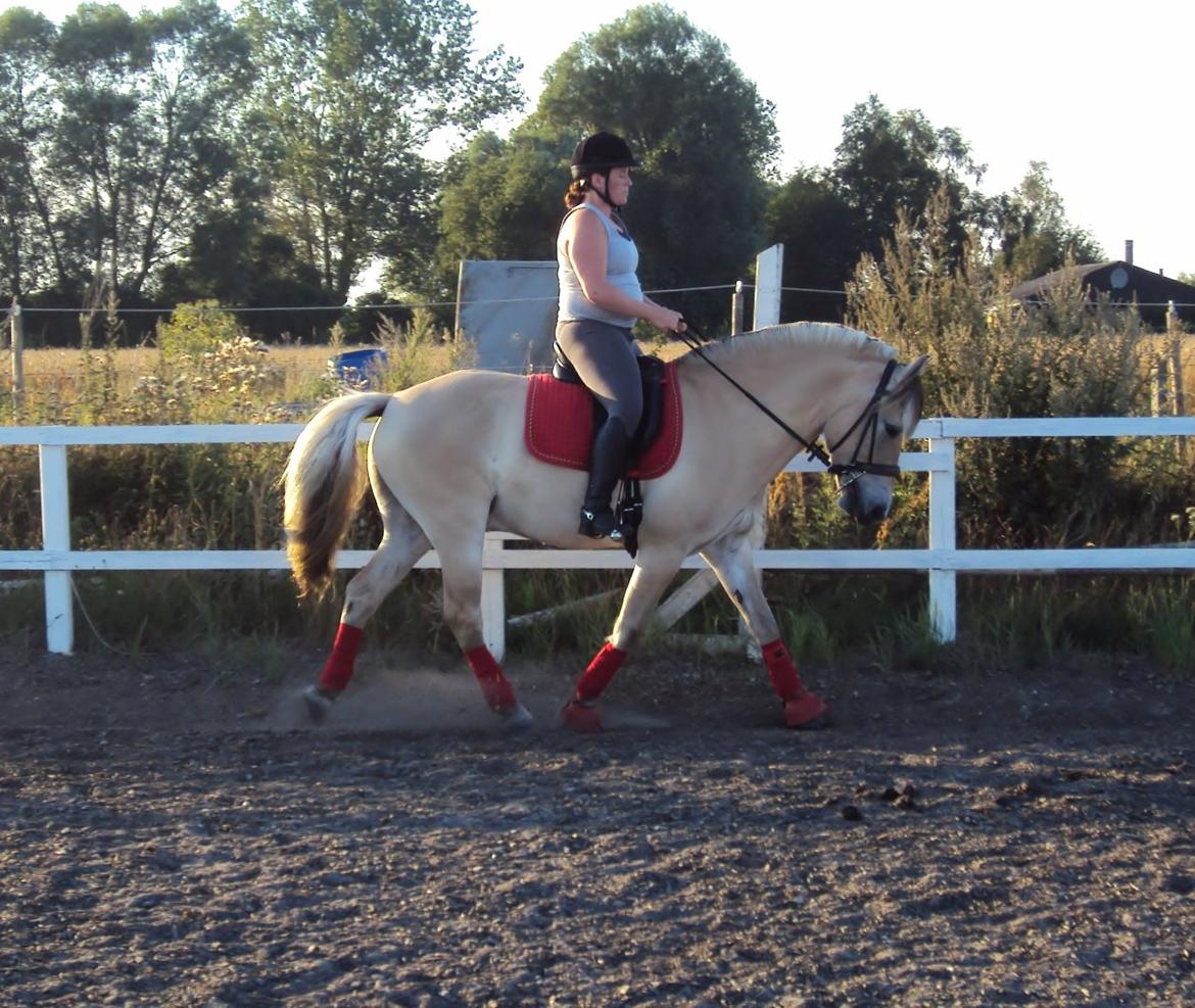 Fjordhest Højgaards Hjalte - Træning august '13 billede 9