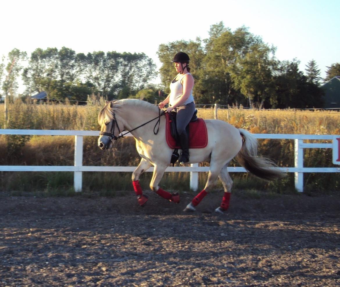 Fjordhest Højgaards Hjalte - Træning august '13 billede 8