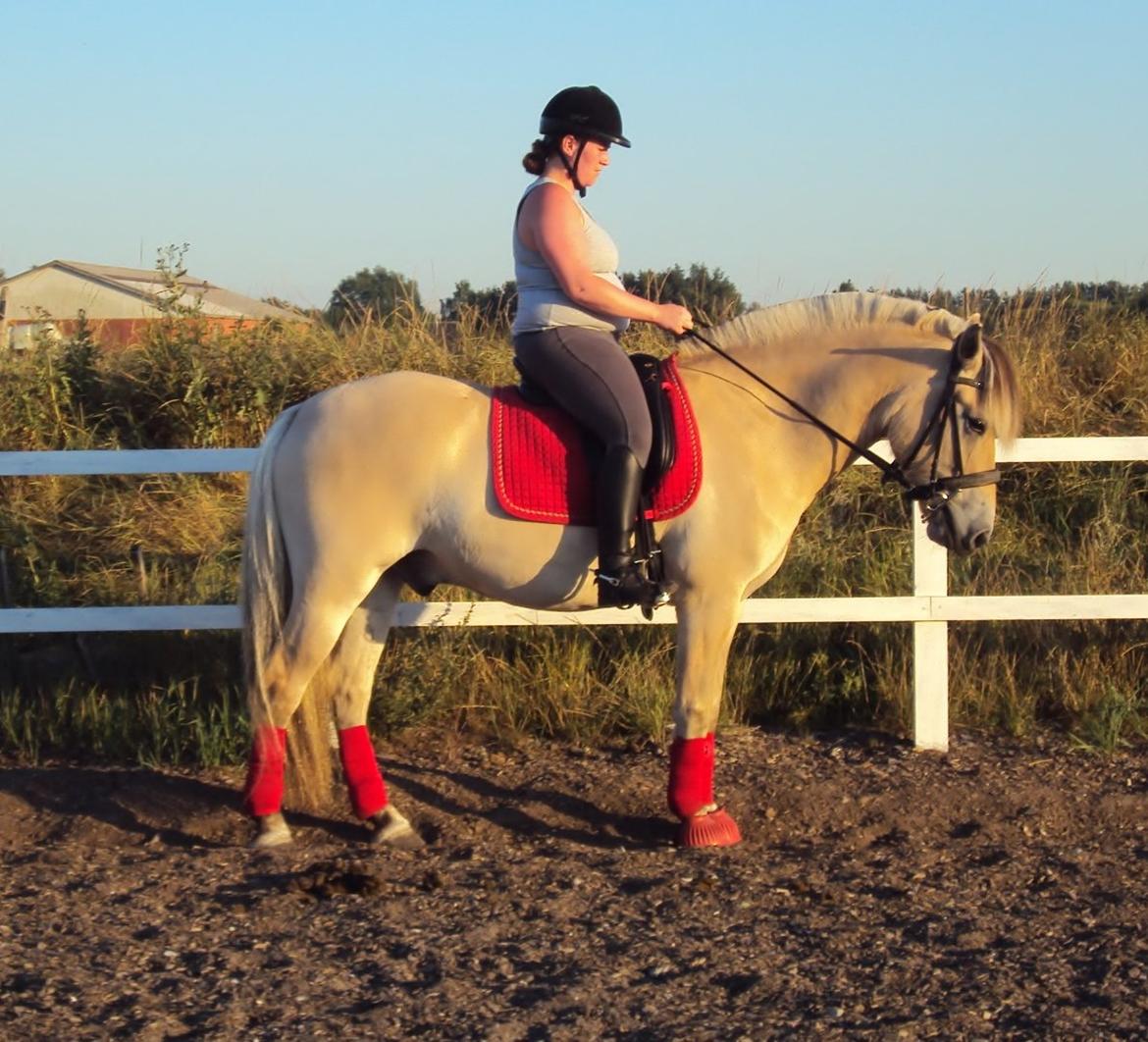 Fjordhest Højgaards Hjalte - Træning august 2013 billede 5