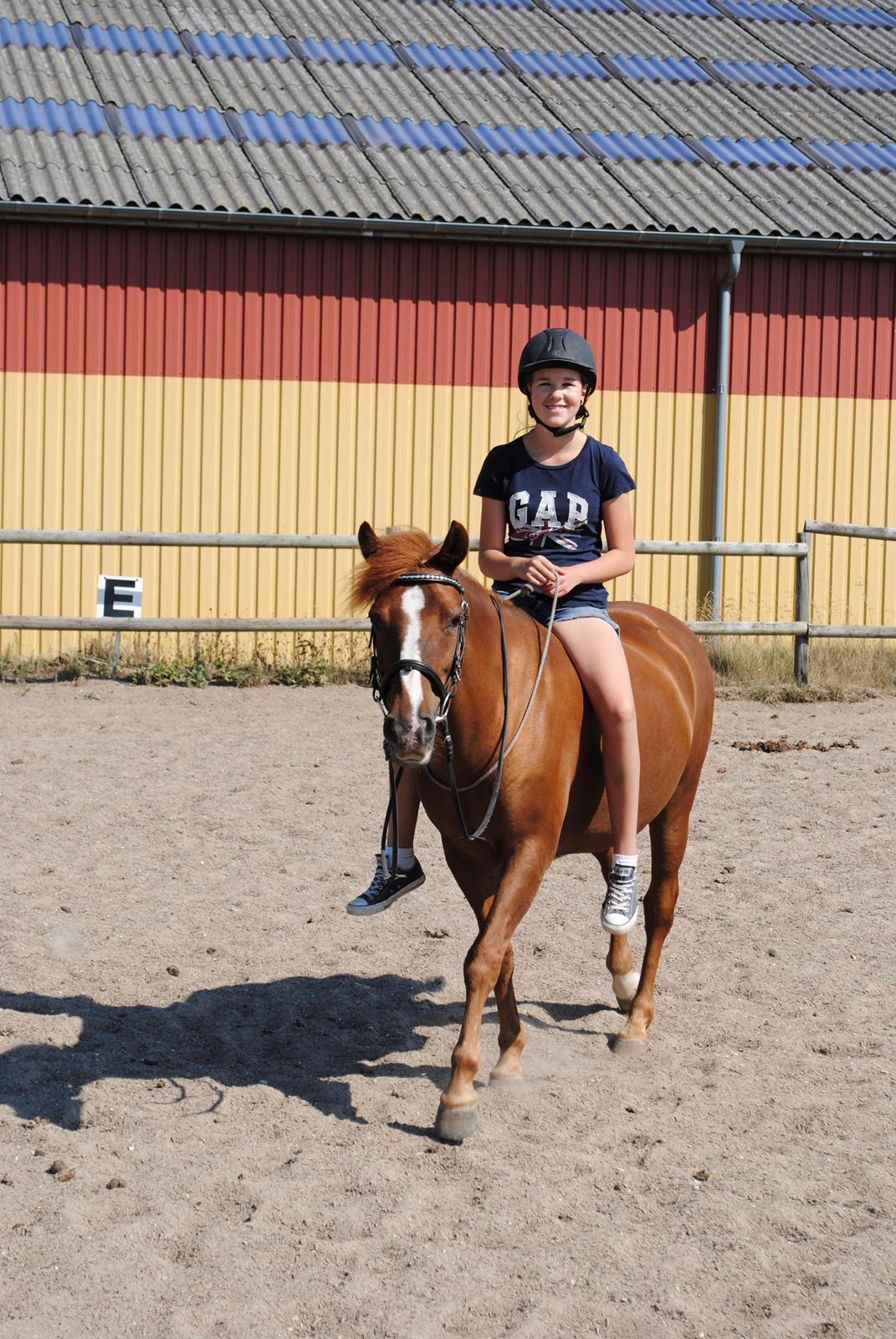 New Forest Athene Hippios - Sidste dag med min mus. I hjertet gemt, men aldrig glemt! <3 Forever in my heart... billede 2