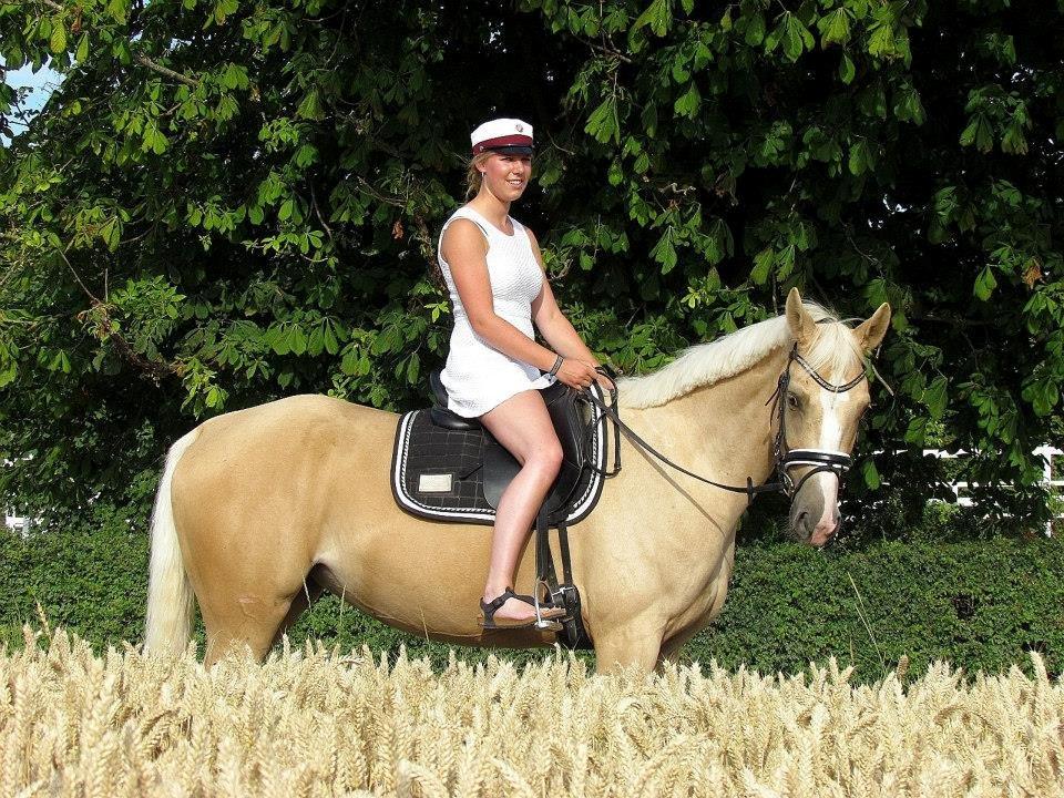 Palomino Solheim's Ramina - RDH Hoppe billede 7