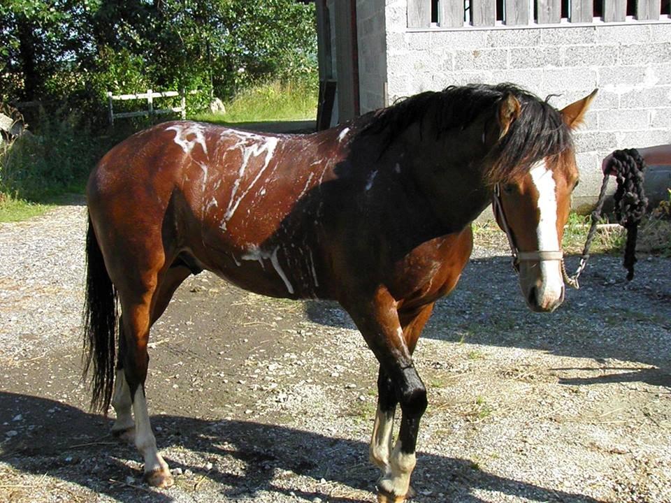 DSP Fredbo´s Rondo Royal<3 - Rondo bliver vasket inden forbesigtigelse - han er så dygtig! billede 15